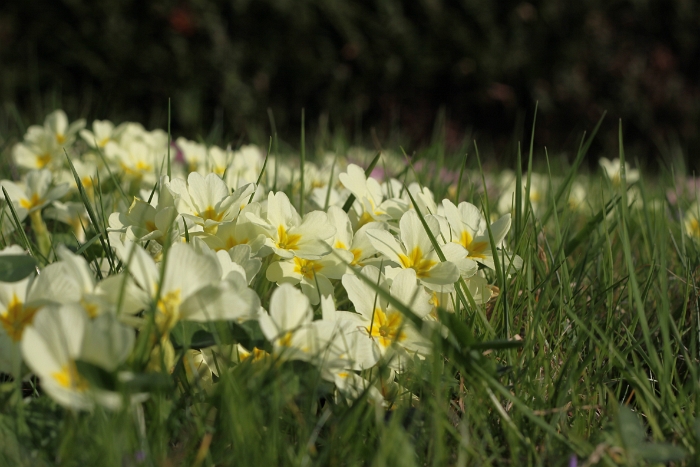 Printemps 2009 - La Tour - 021